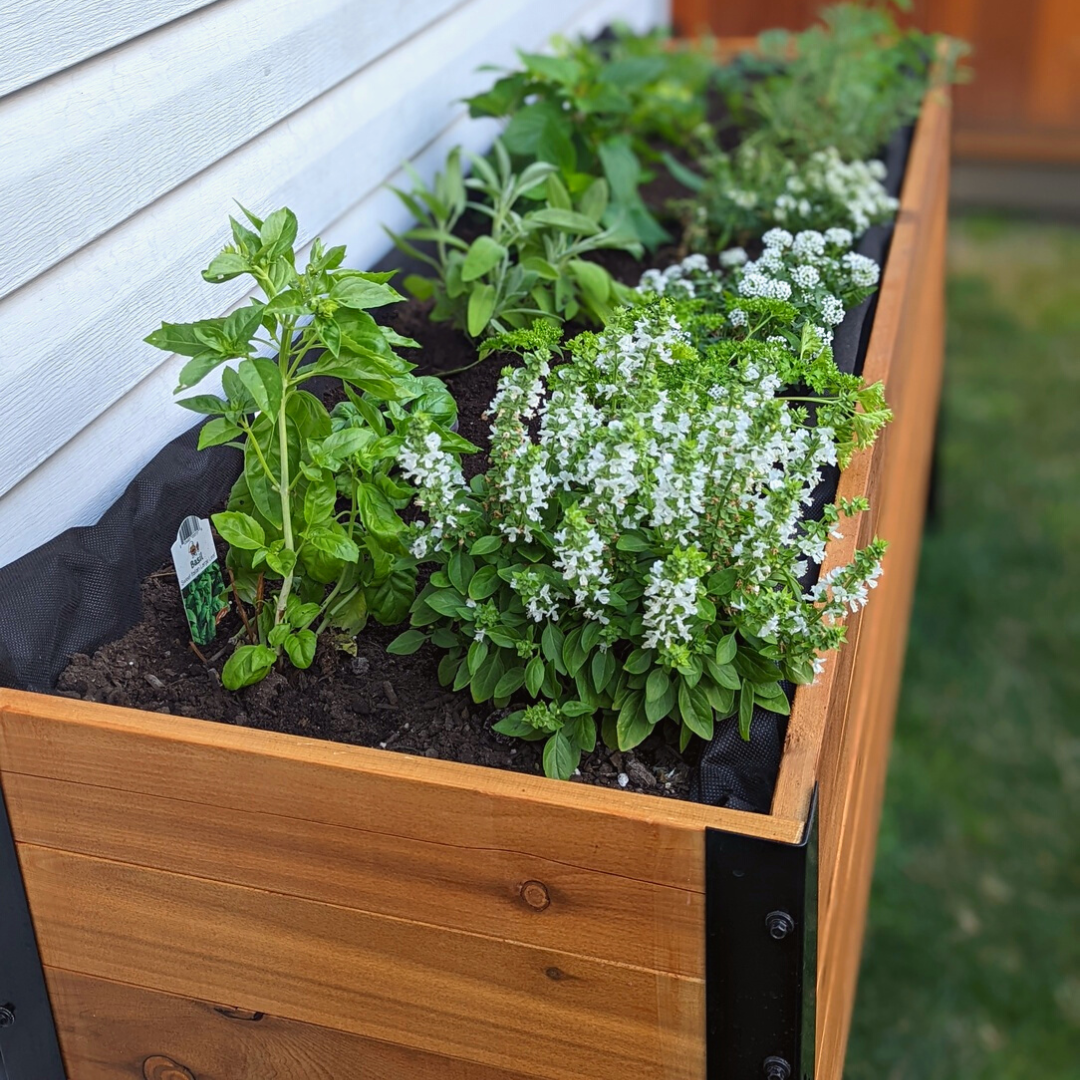 18" x 72" Planter Box - 24" TALL / Select Grade - Harvick Farms 
