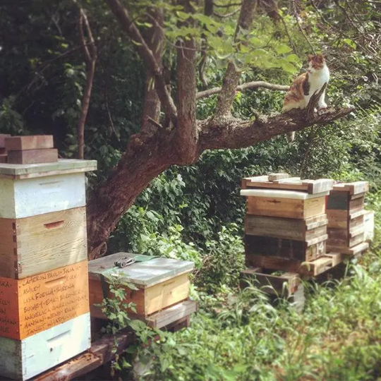 Strawberry Rhubarb Creamed Honey / 9oz. / Kansas City Messner Bee Farm