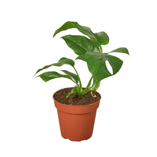 MONSTERA MINIMA 6-inch
