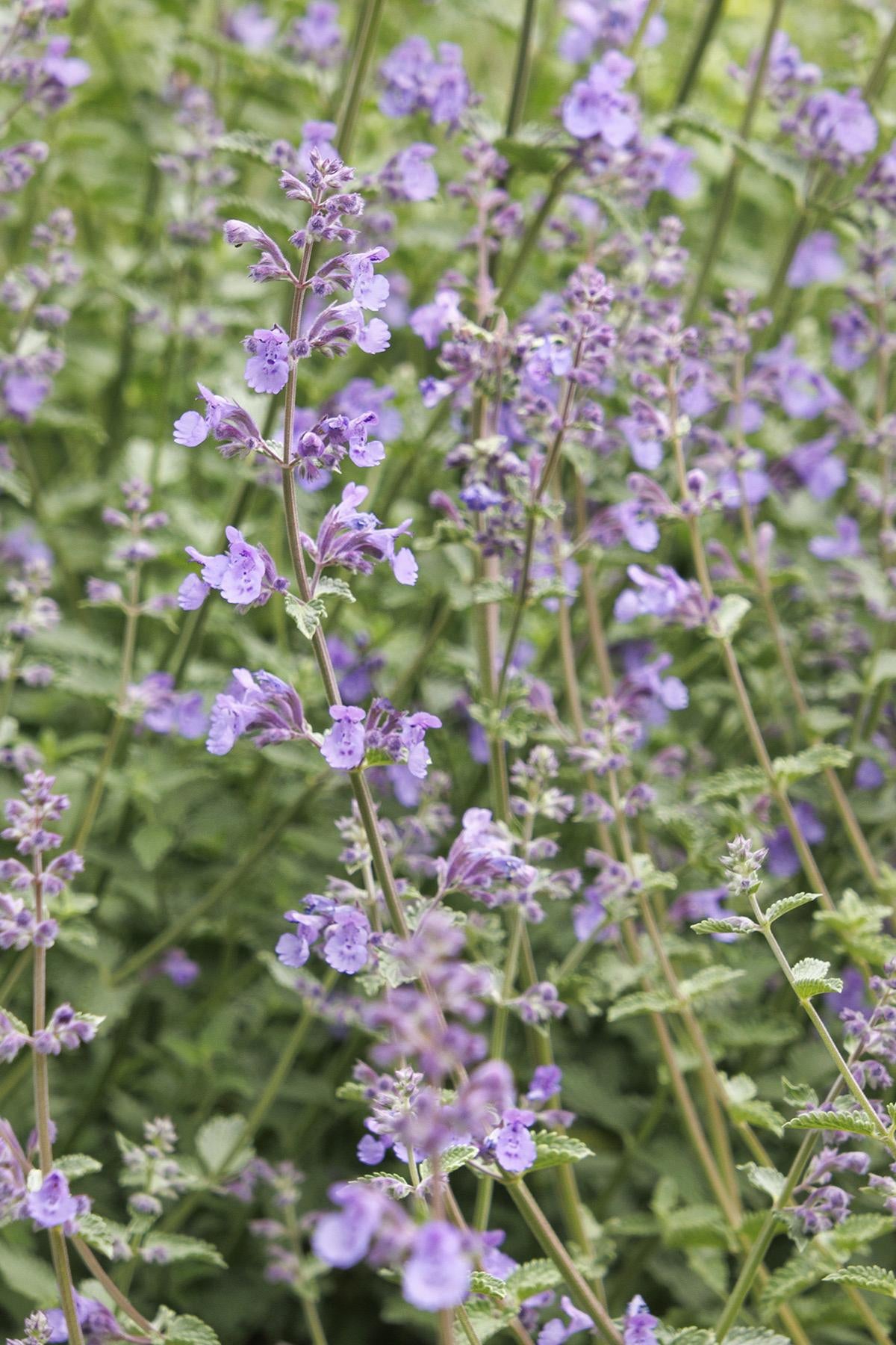 Catmint