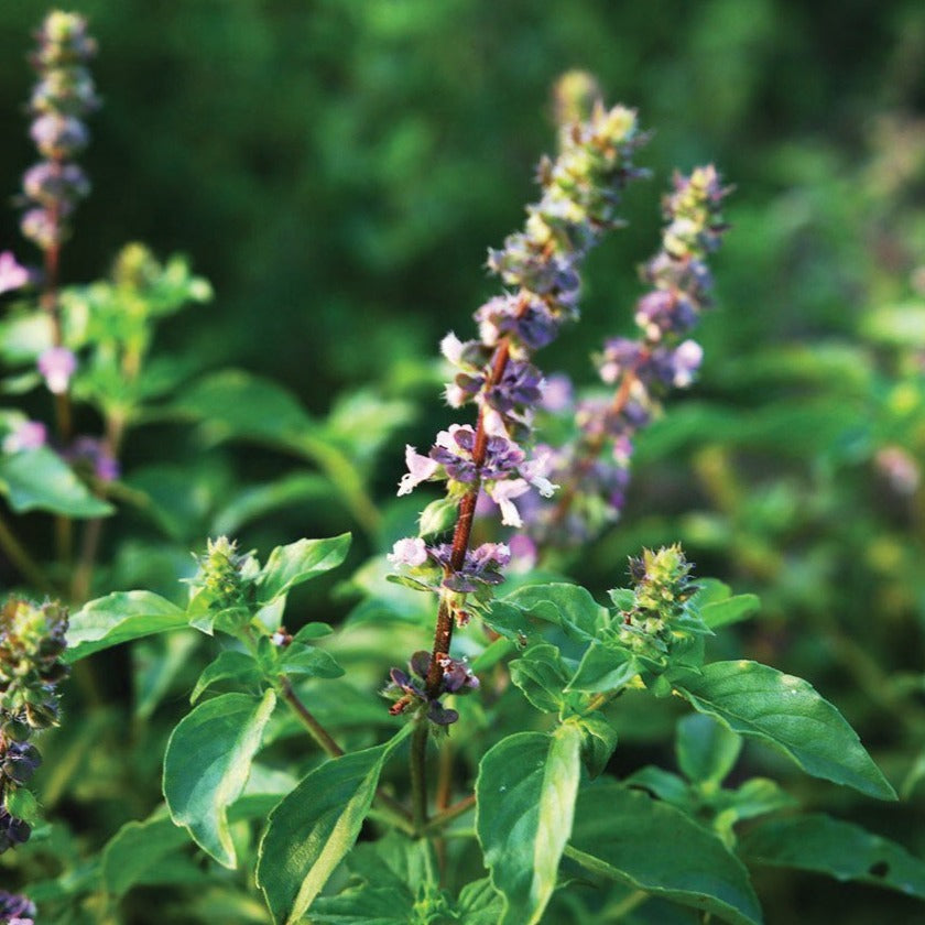 Holy Basil (Tulsi) - Harvick Farms