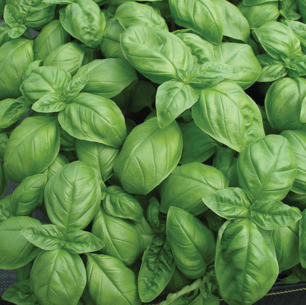 Genovese Basil - Harvick Farms