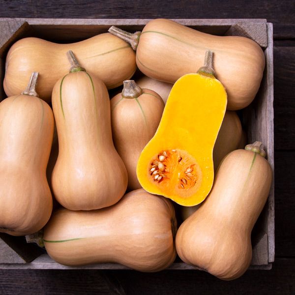 Squash & Zucchini (Institution Pricing) Harvick Farms