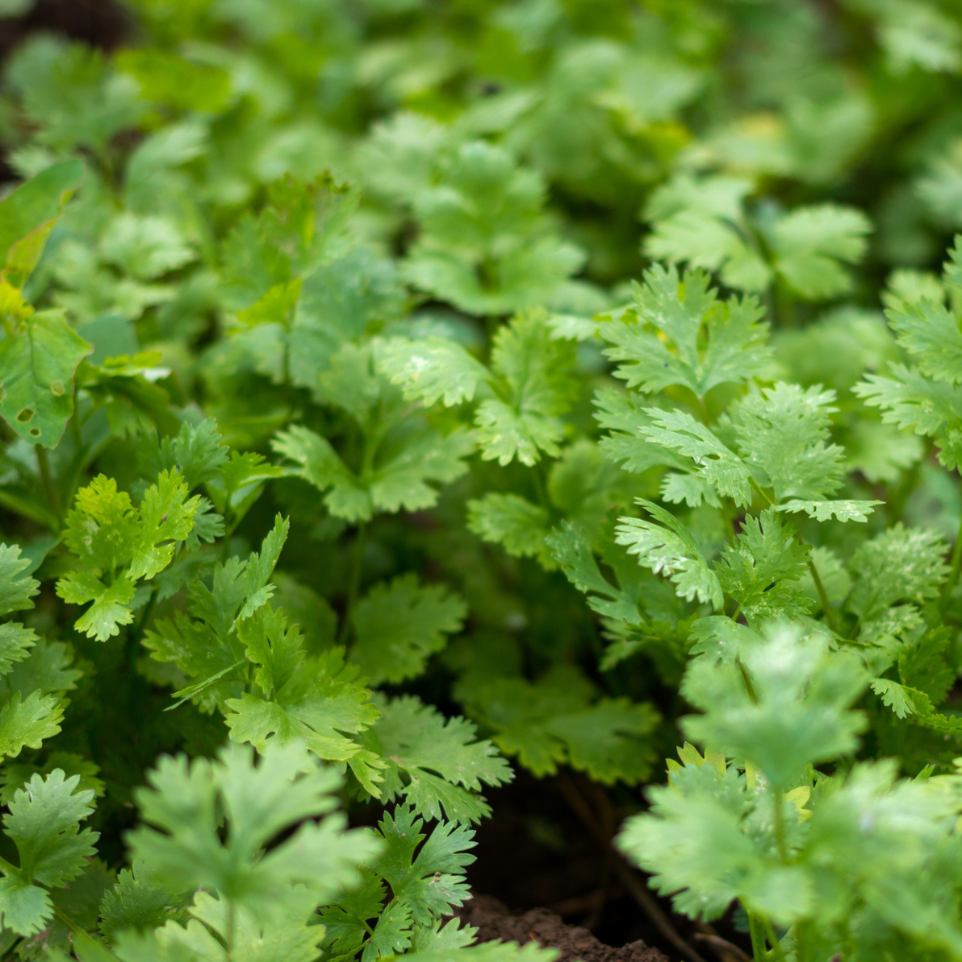 Slow Bolt Cilantro - Harvick Farms
