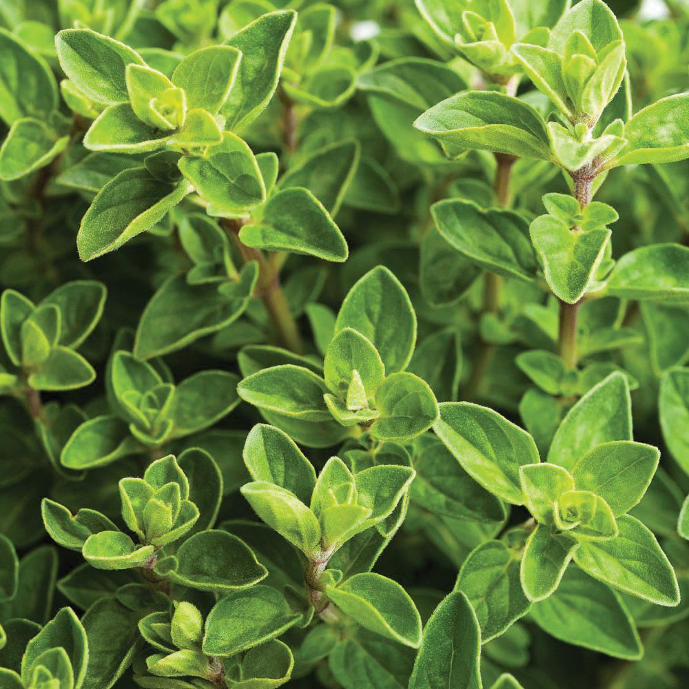 Italian Oregano - Harvick Farms