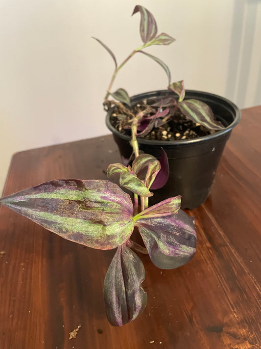 Tradescantia Zebrina (Wandering Dude)