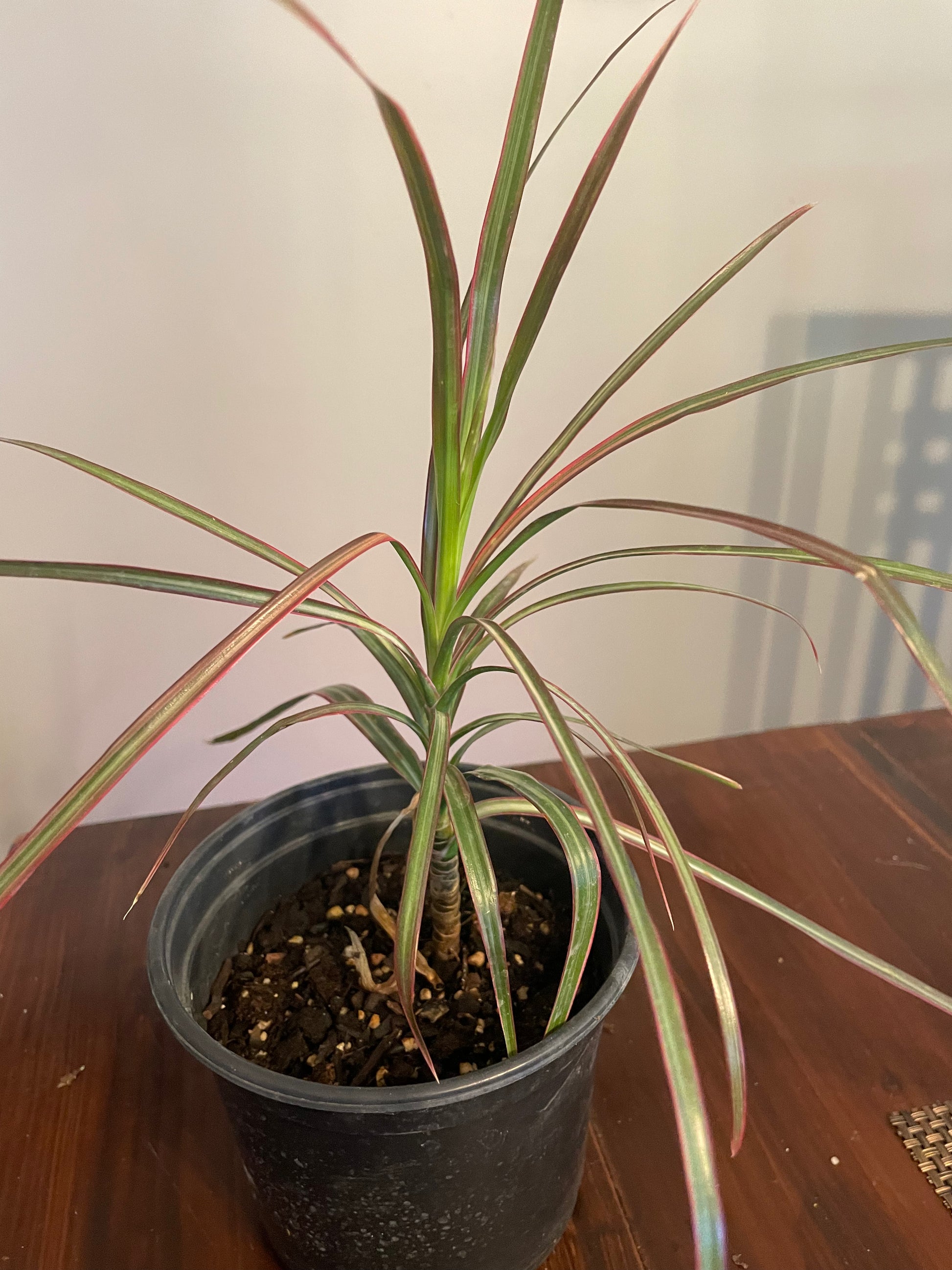 dracaena marginata tips brown Dracaena Colorama – Harvick Farms