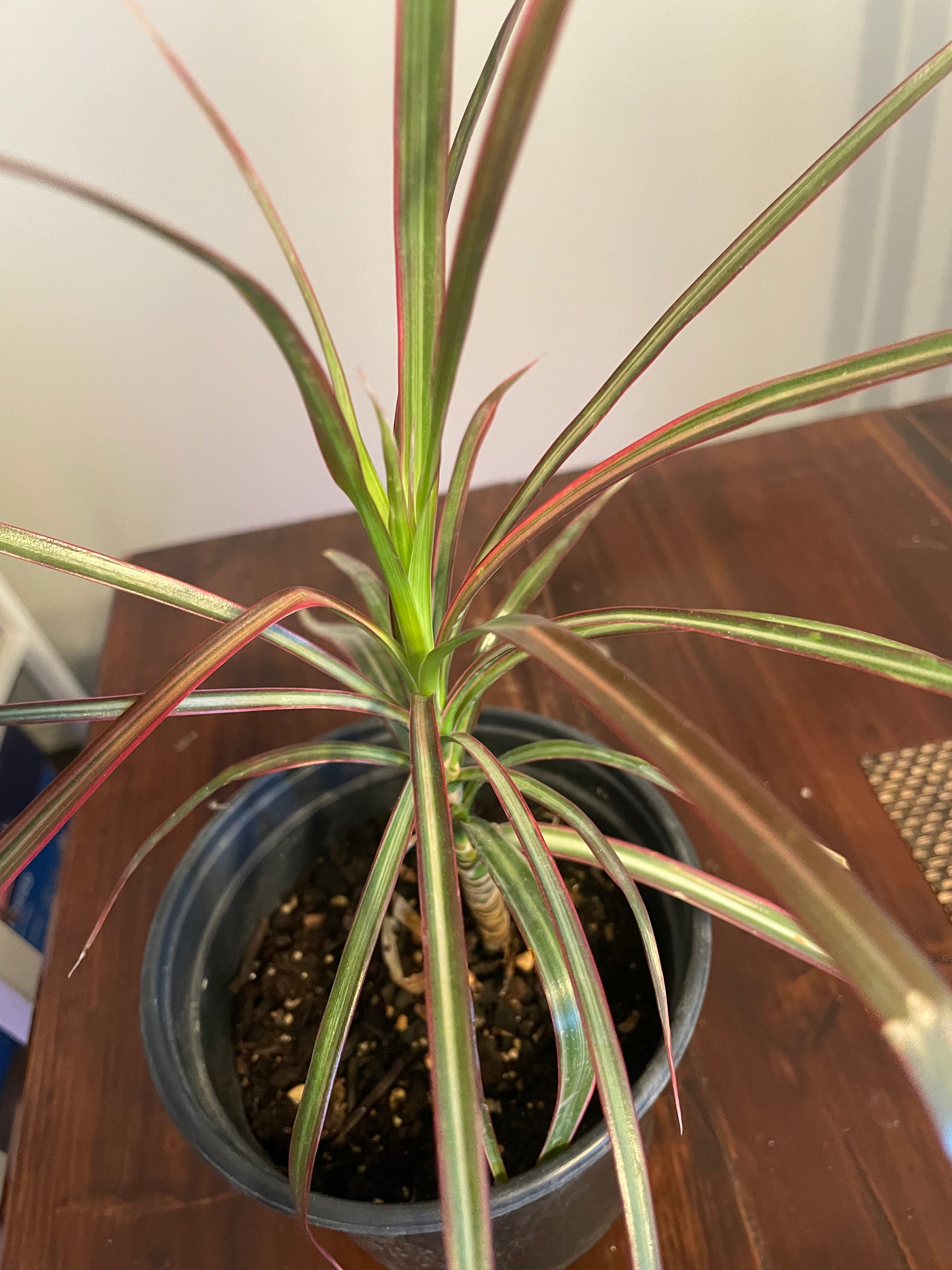 dracaena colorama Dracaena Colorama