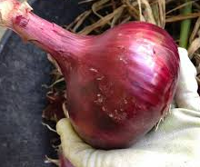 Onions