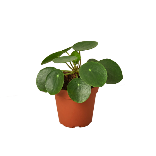 PILEA PEPEROMIODES 4-inch