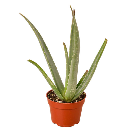 SUCCULENT ALOE VERA 4-inch