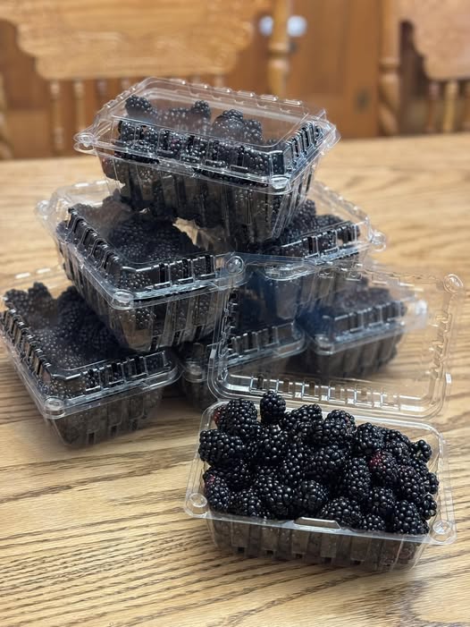 Blackberries