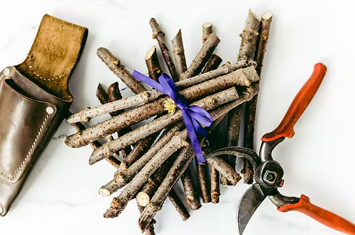 Bob Gordon Cuttings 5, 50, 100 packs from Tudie's Fruities