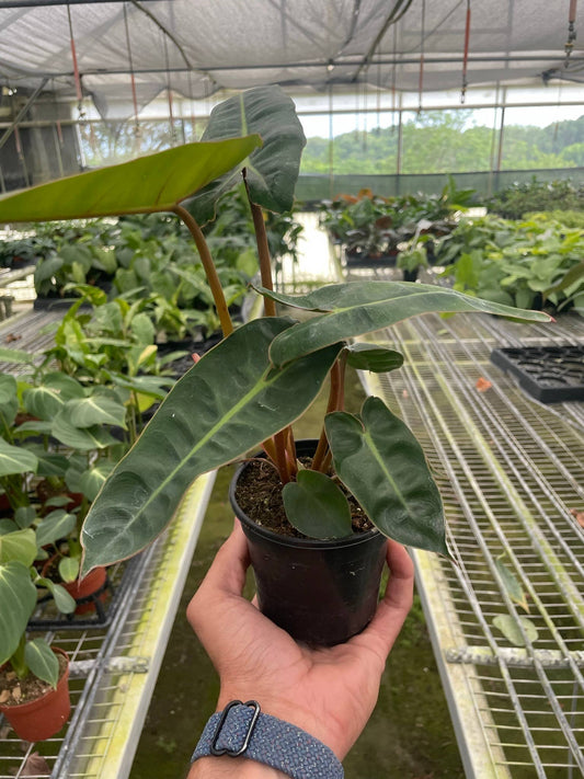 Philodendron 'Billietiae'