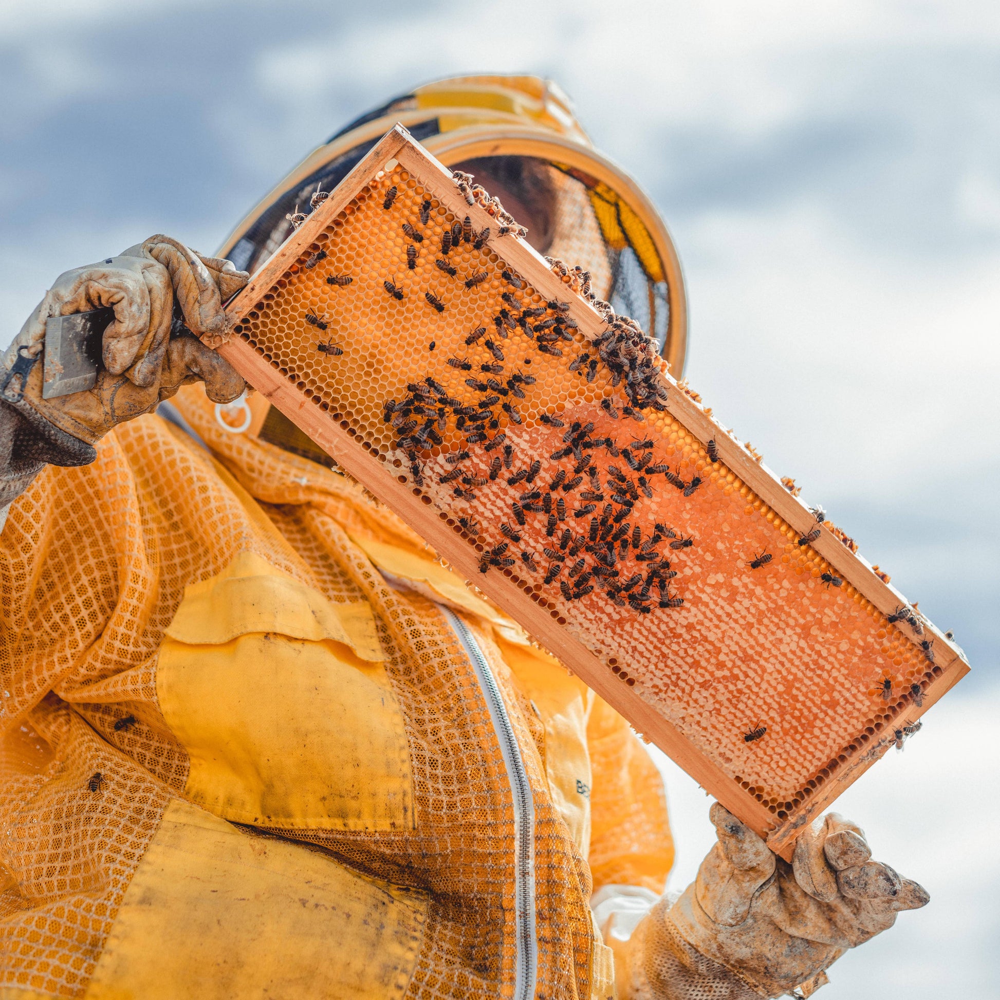 Strawberry Rhubarb Creamed Honey / 9oz. / Kansas City Messner Bee Farm