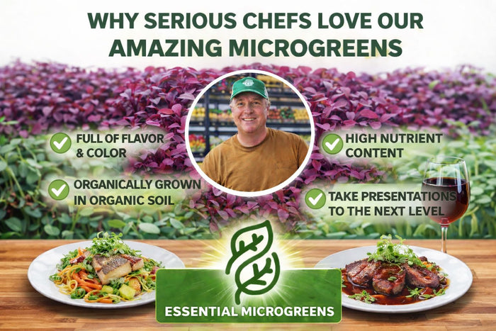 Fresh Microgreens Mix – The Top 4 Powerhouse Varieties Essential Microgreens