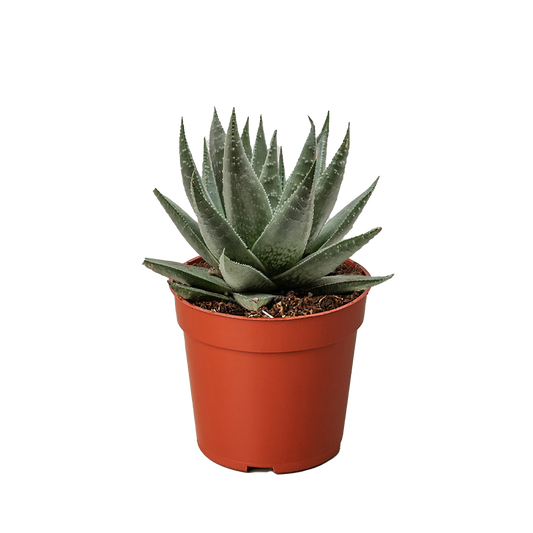 Succulent Haworthia Savanna - 4" Pot