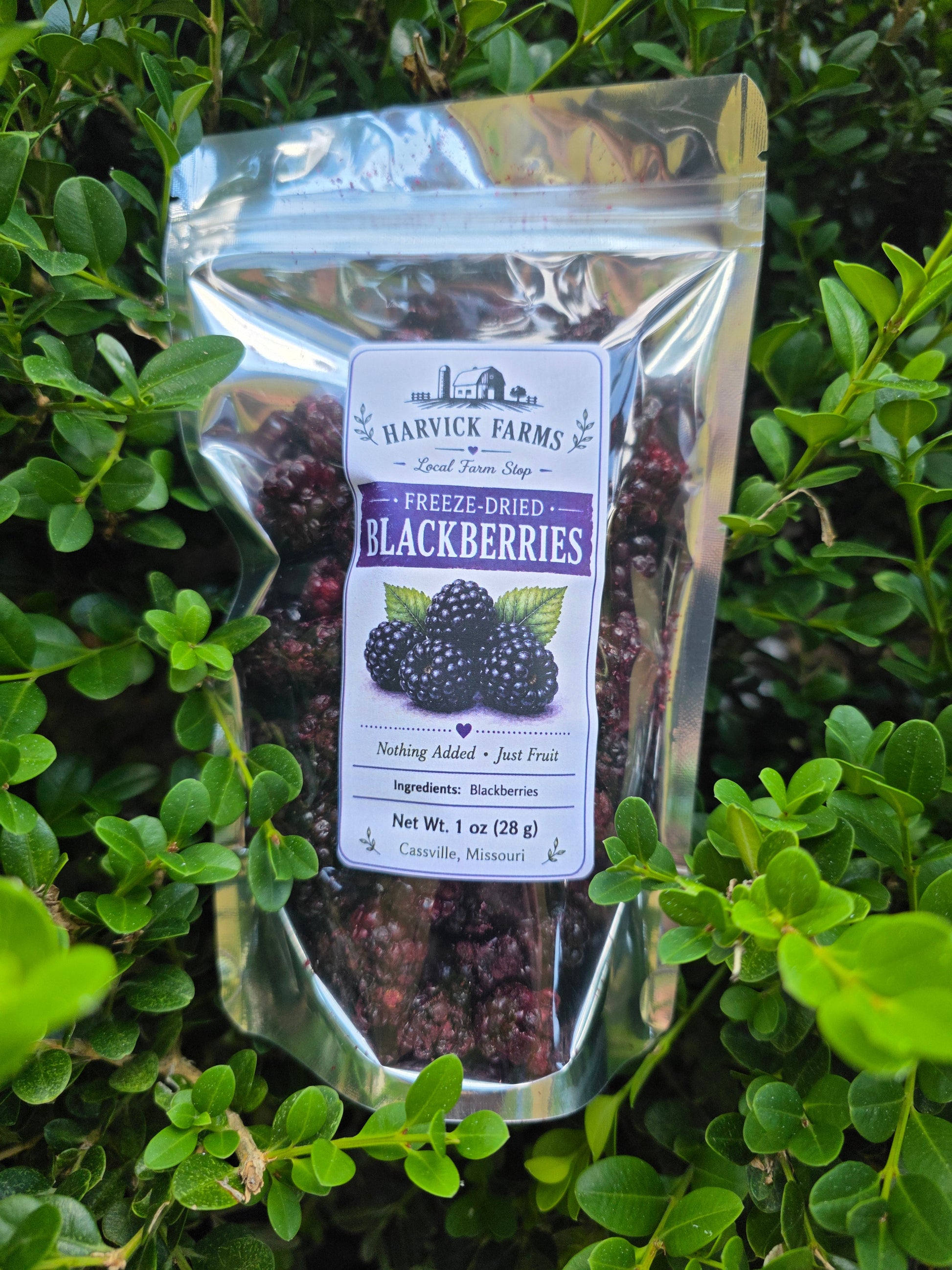 A clear stand-up pouch of Harwood Farms Freeze-Dried Blackberries placed on green leafy foliage. The label shows the Harvick Farms logo and a blackberry illustration.
