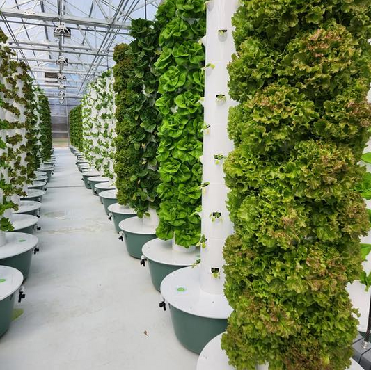 Fresh Greens by The Fresh Greens Project Harvick Farms