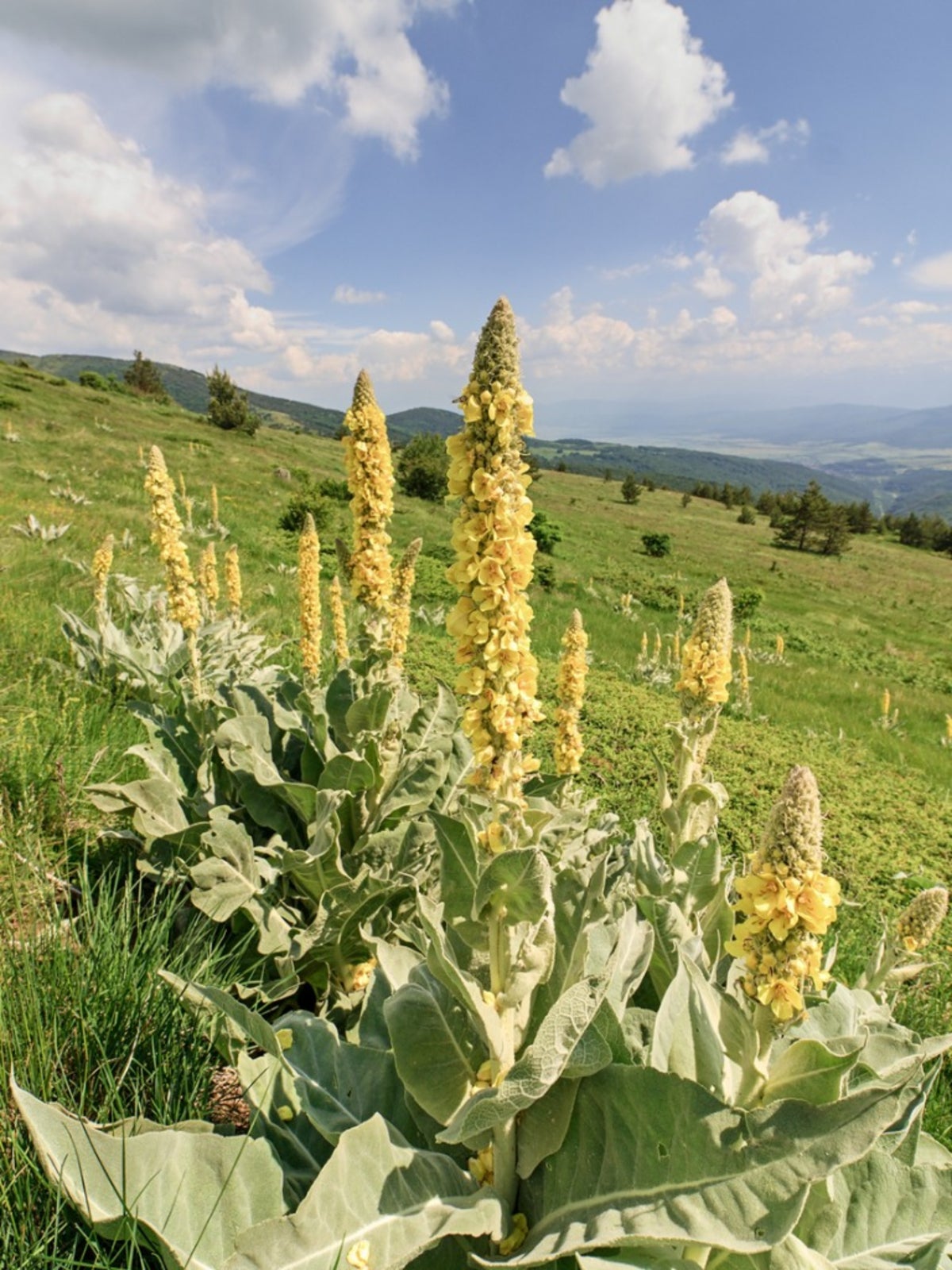 mullein Yellow flowering plants in a grassy field with a blue sky and clouds
