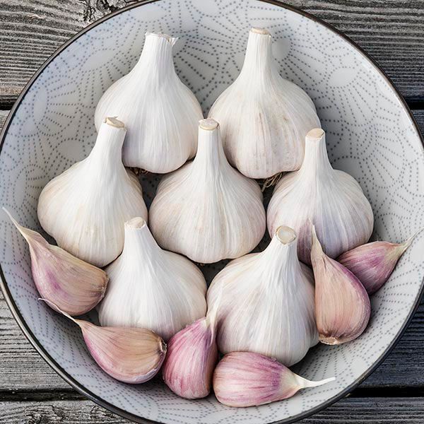 Garlic - Harvick Farms