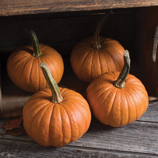 Baby Bear Pumpkin - Harvick Farms