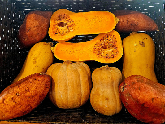 Squash & Zucchini Harvick Farms