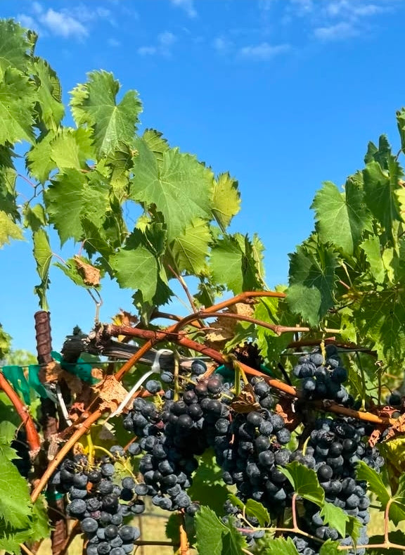Grapes - Harvick Farms 