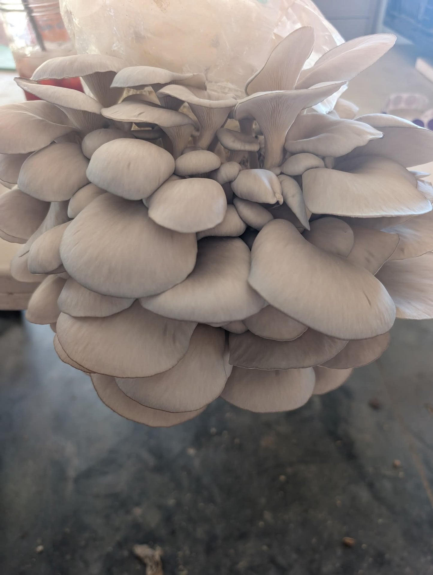 Mushroom lions mane Harvick Farms