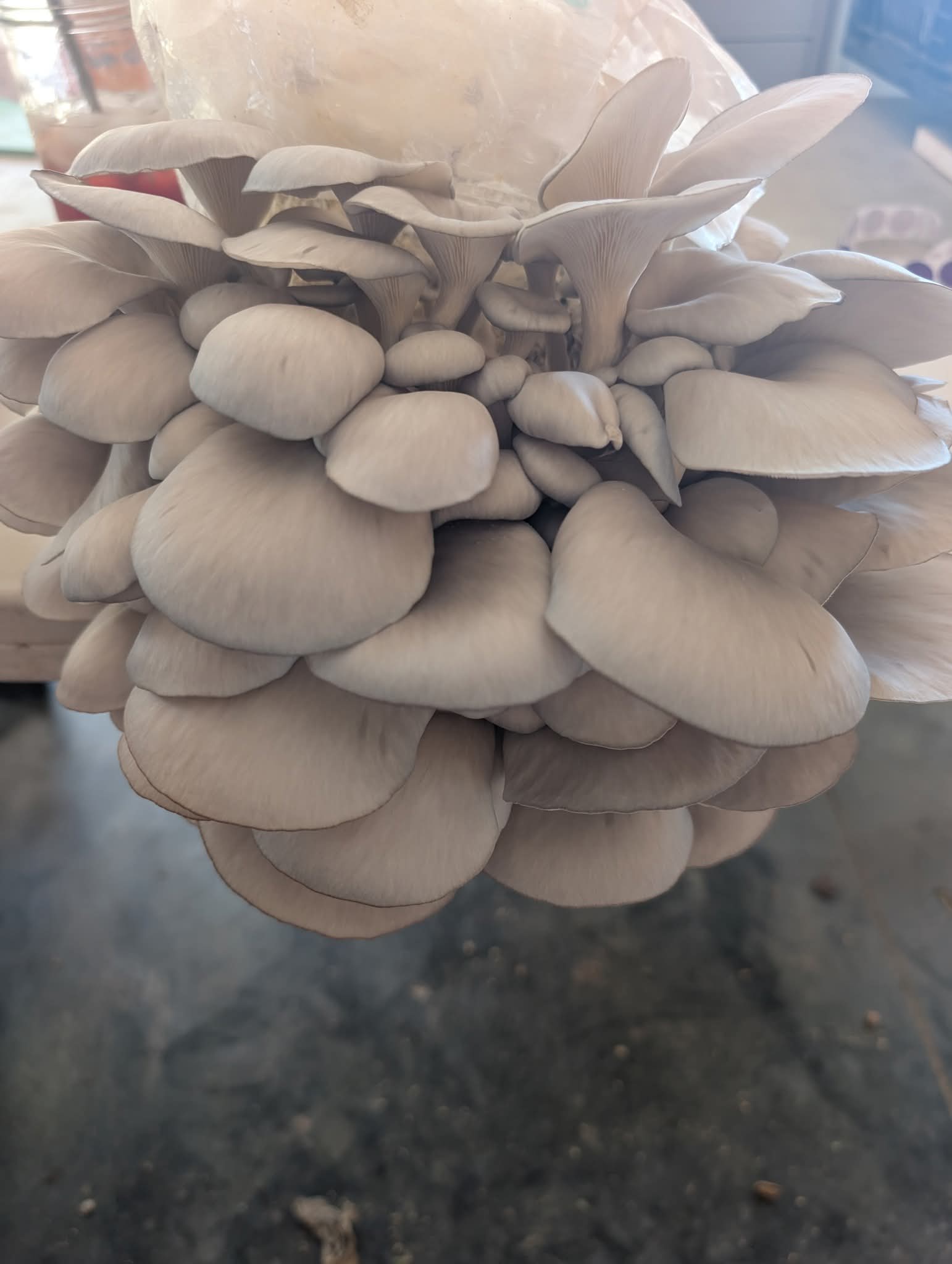 Mushroom lions mane Harvick Farms