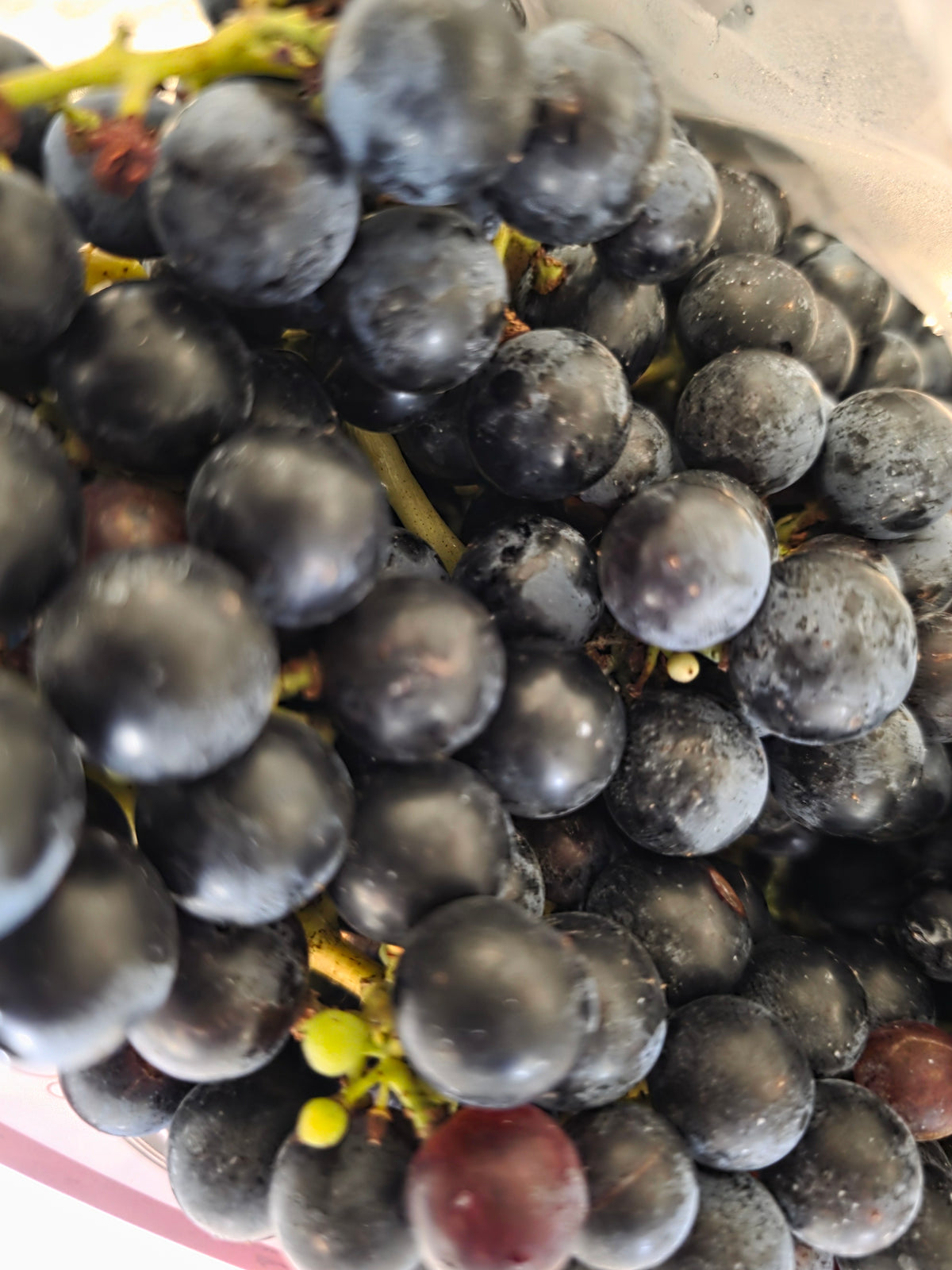 Grapes - Harvick Farms 