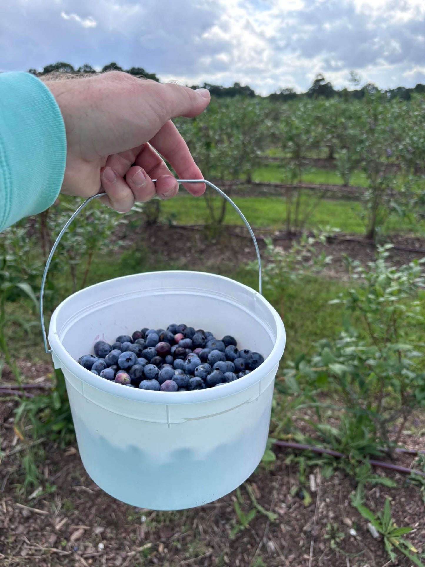 Ozark Freeze-Dried Blueberries