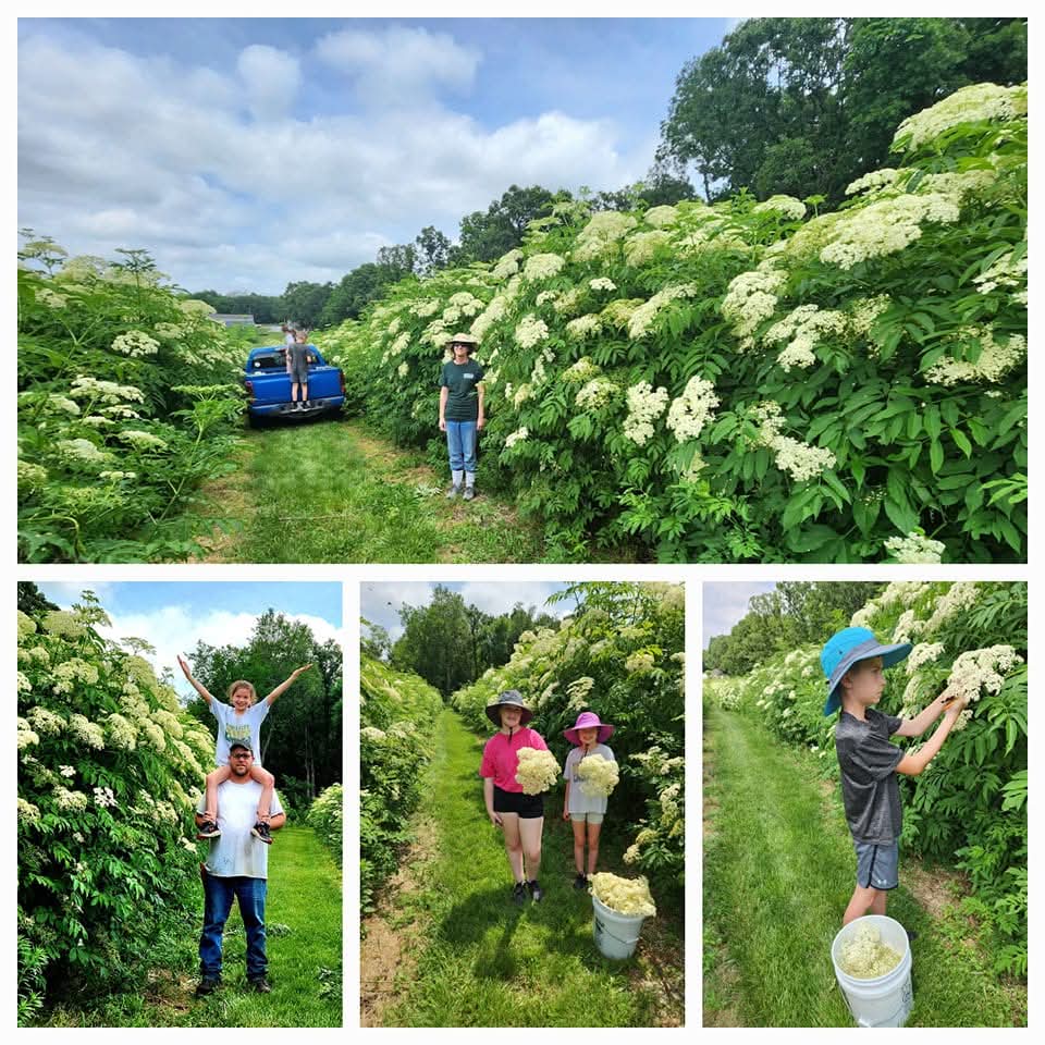 Bob Gordon Cuttings 5, 50, 100 packs from Tudie's Fruities