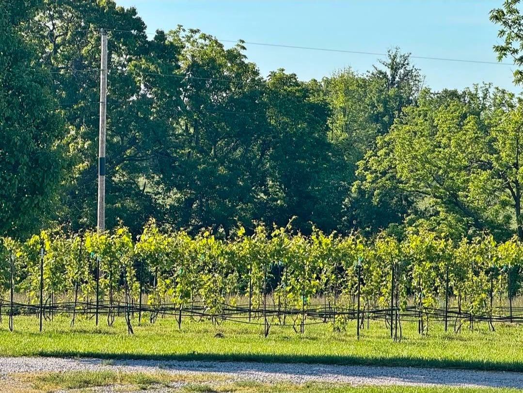 Grapes - Harvick Farms 