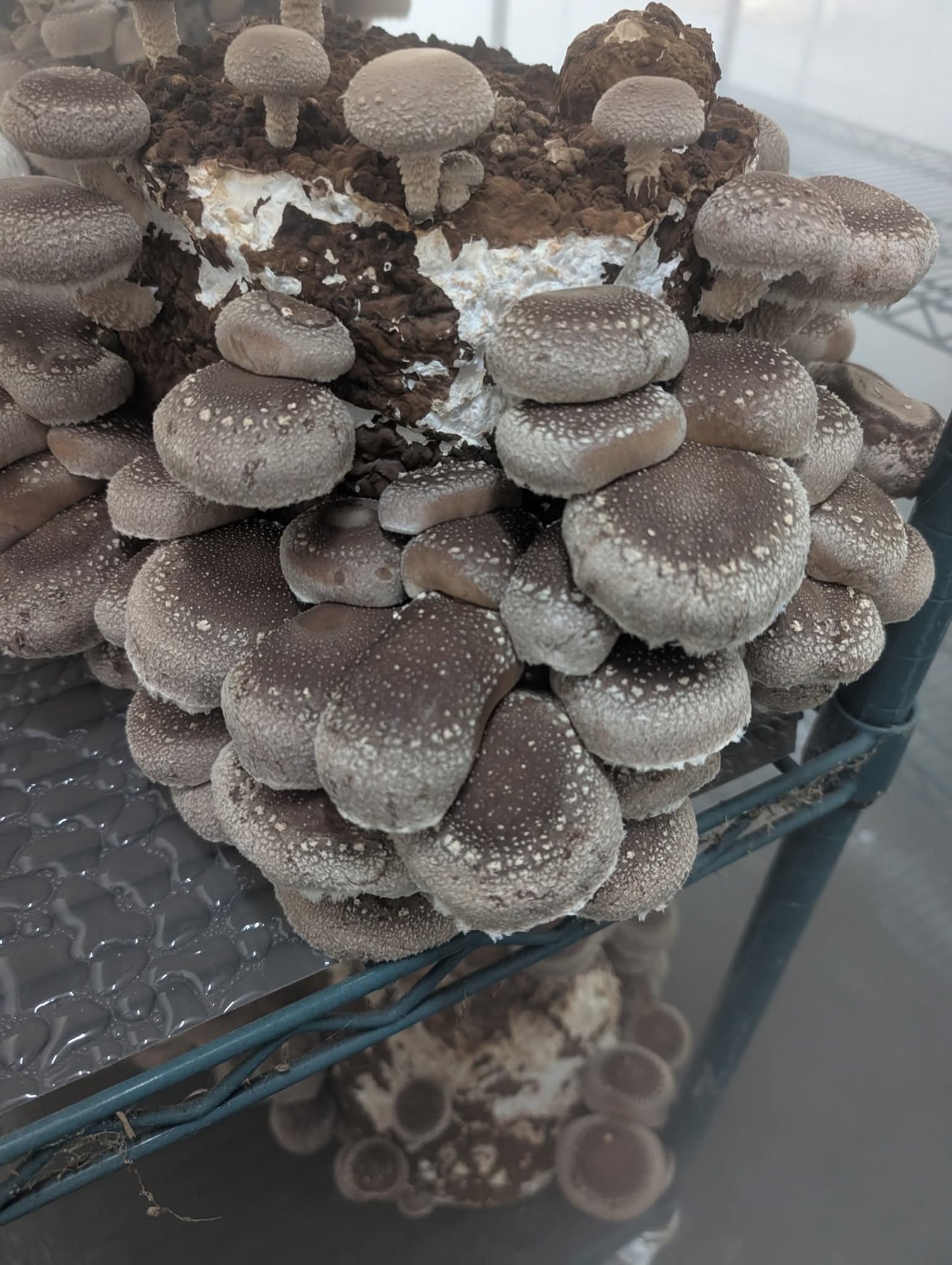 Mushroom lions mane Harvick Farms