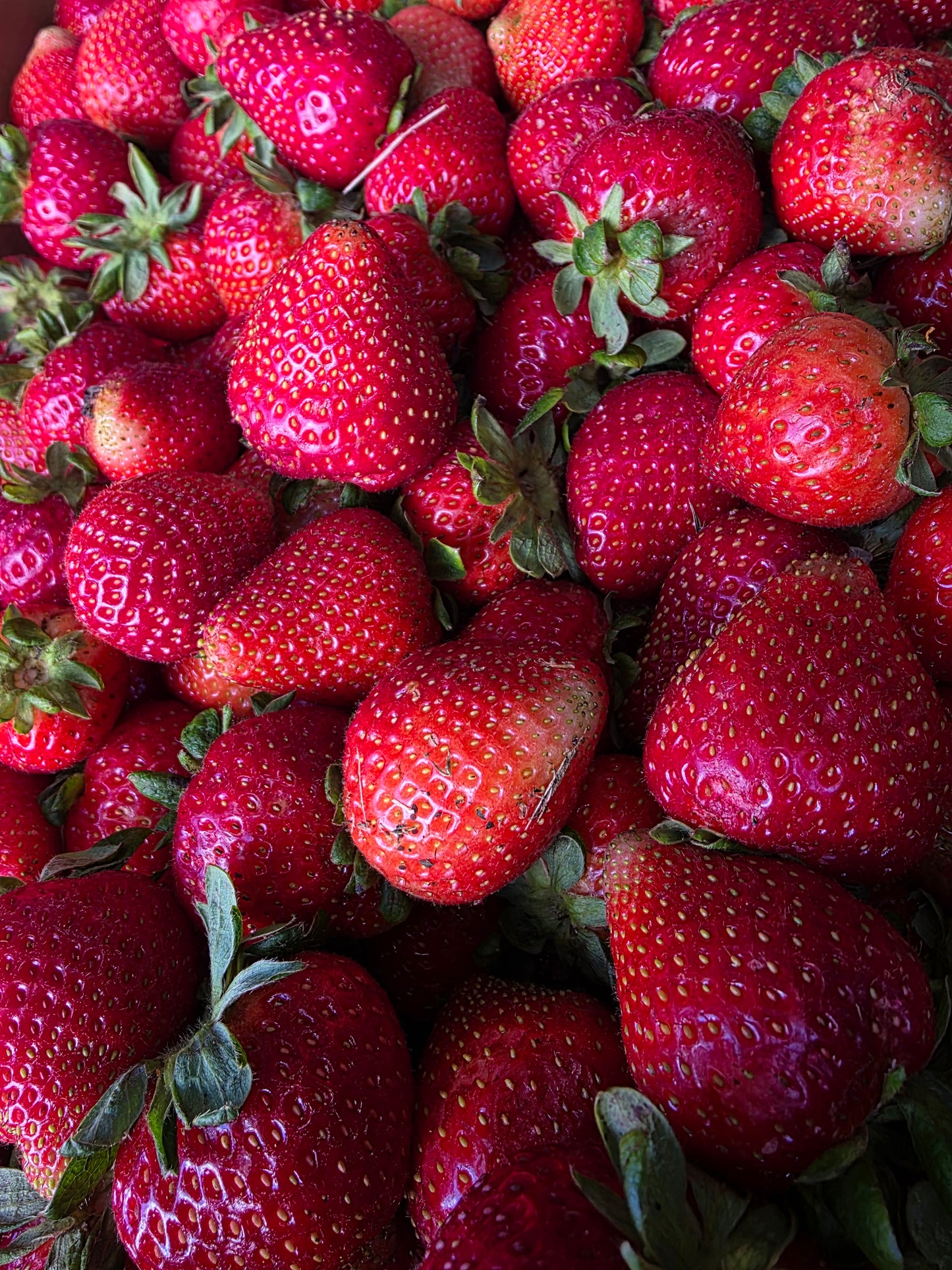 Ozark Freeze-Dried Strawberries