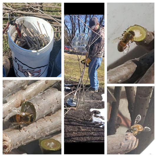 York Cuttings 5, 50, 100 packs from Tudie's Fruities
