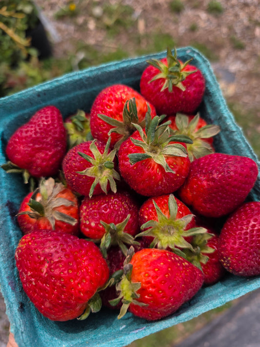 Strawberries Harvick Farms