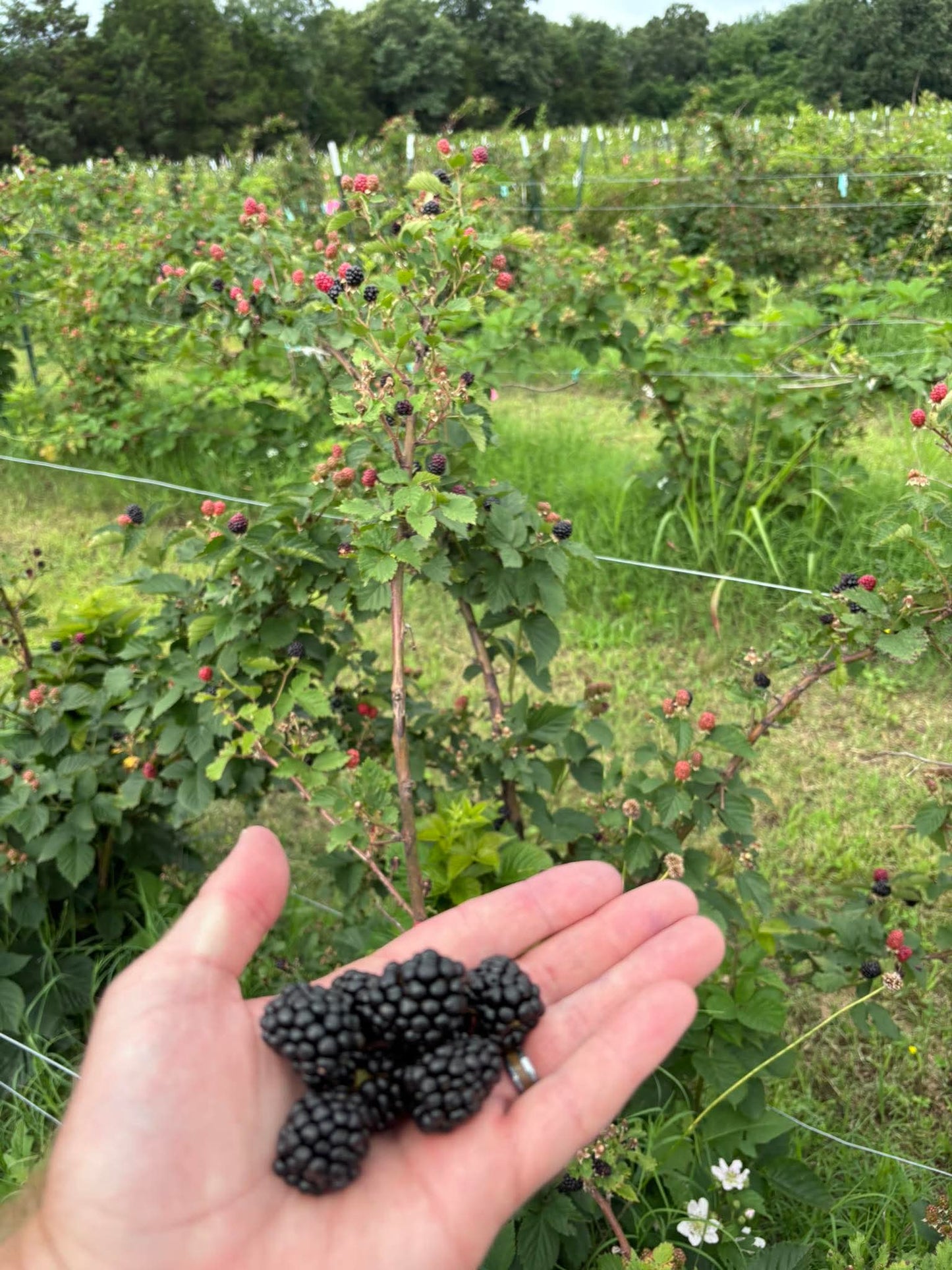 Blackberries