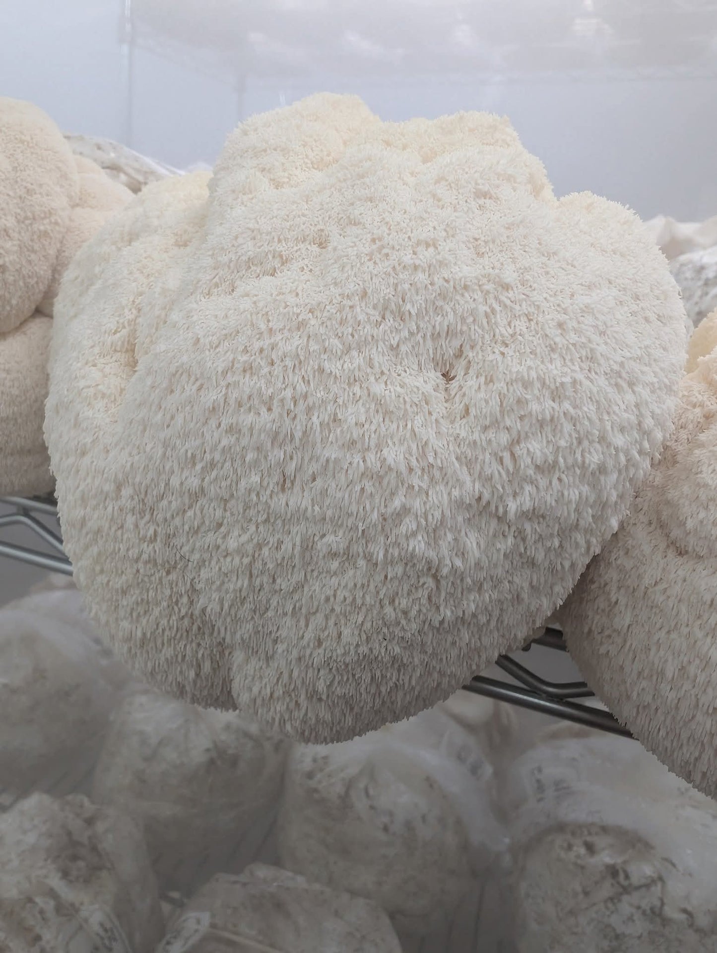 Mushroom lions mane Harvick Farms