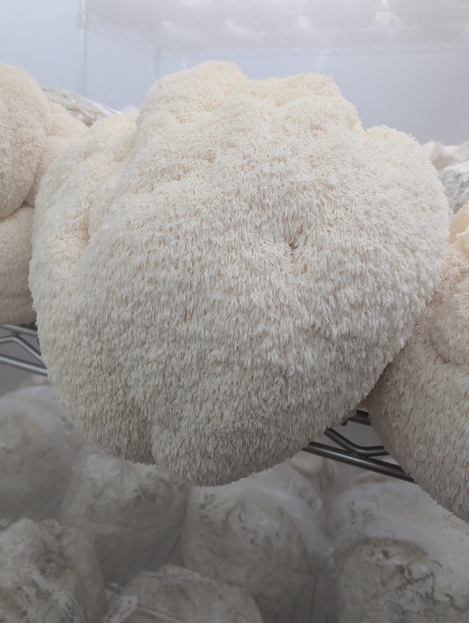 Mushroom lions mane Harvick Farms