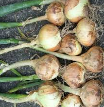 Onions - Harvick Farms