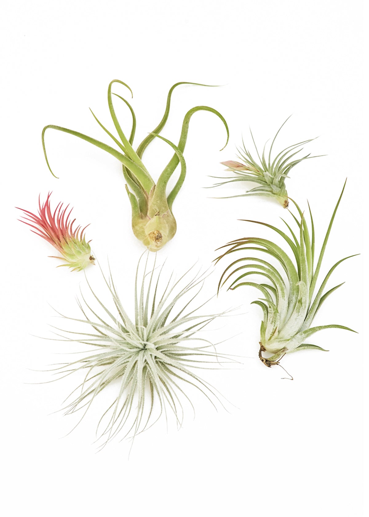 Mystery Air Plant Box 5-Pack