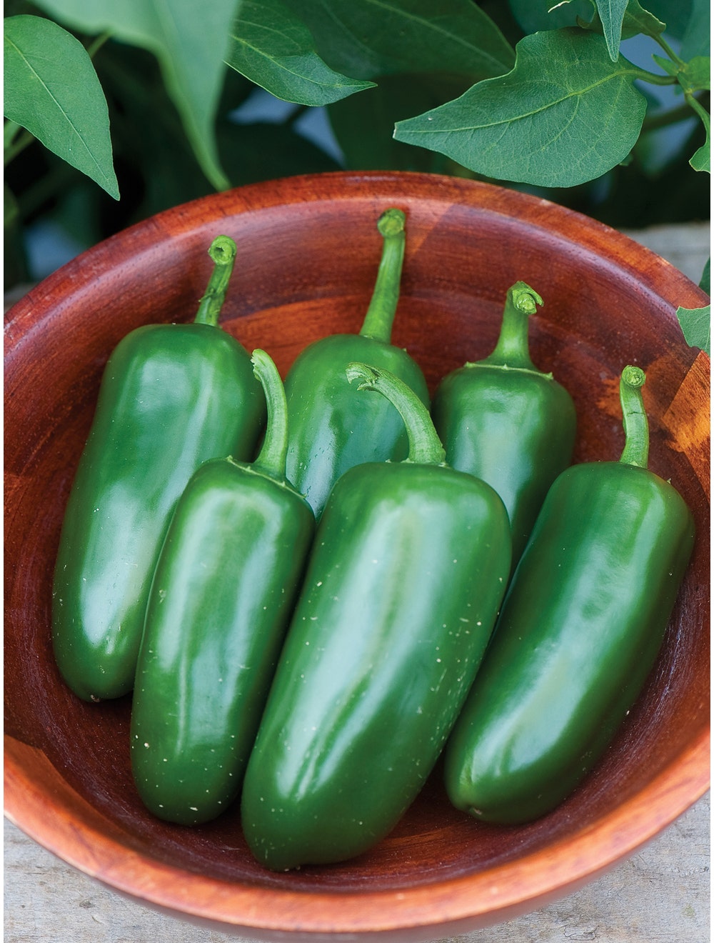 Pepper - Jalapeno - Harvick Farms 