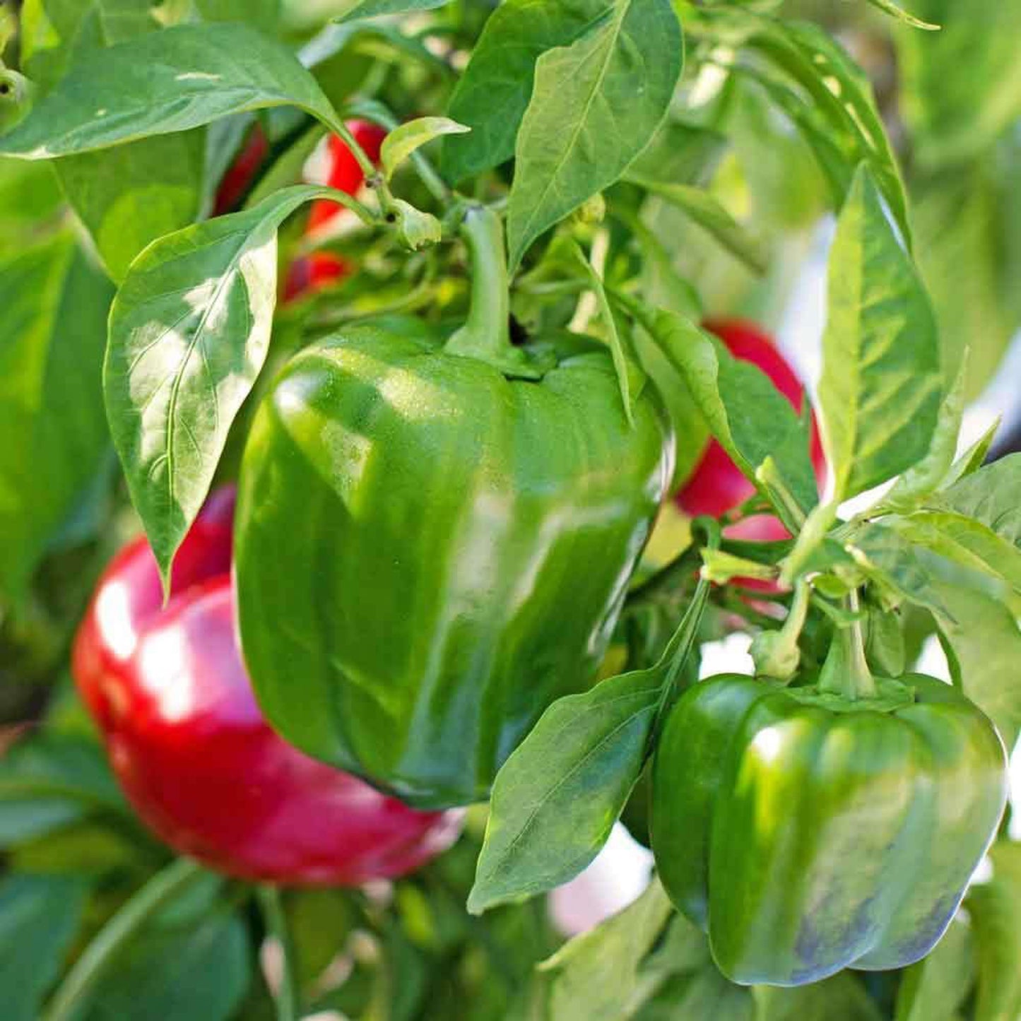 Pepper - Bell California Wonder Red - Harvick Farms 