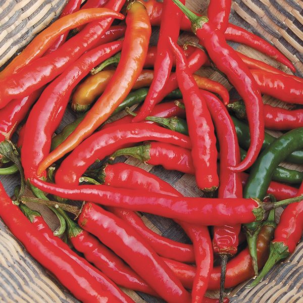 Pepper Cayenne - Harvick Farms 