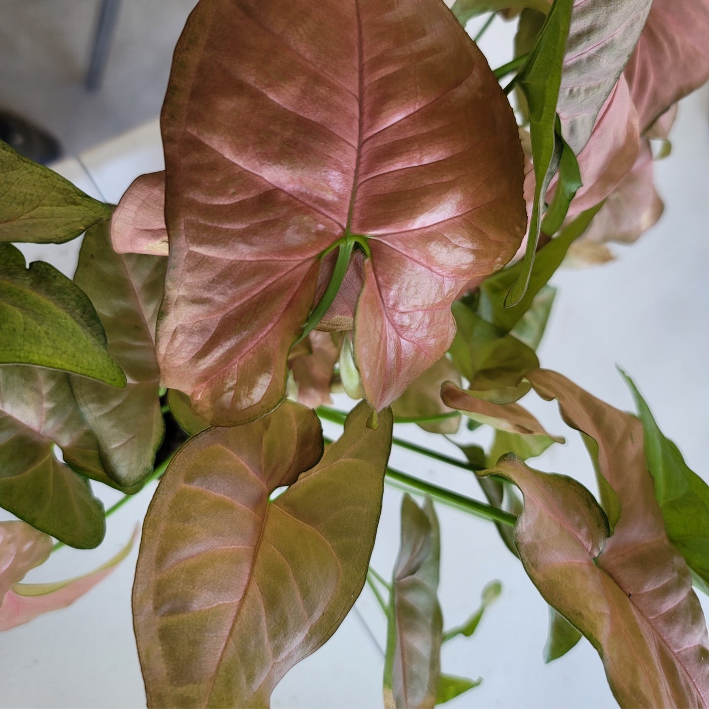 Syngonium Strawberry (Arrowhead Plant)- 2 plants