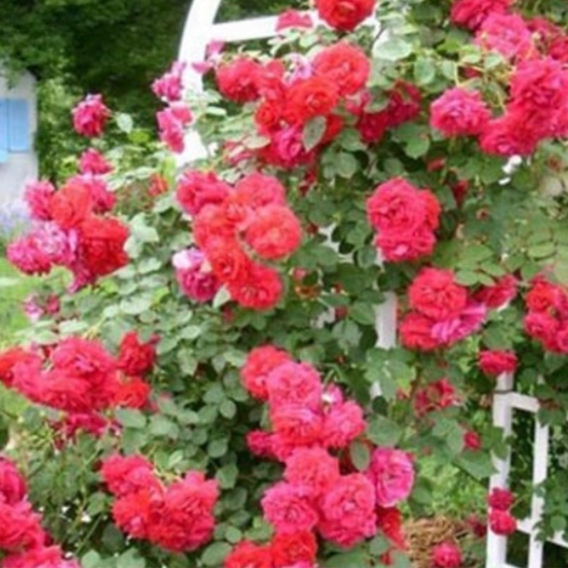 Rose - Ramblin' Red® Climbing - Harvick Farms 
