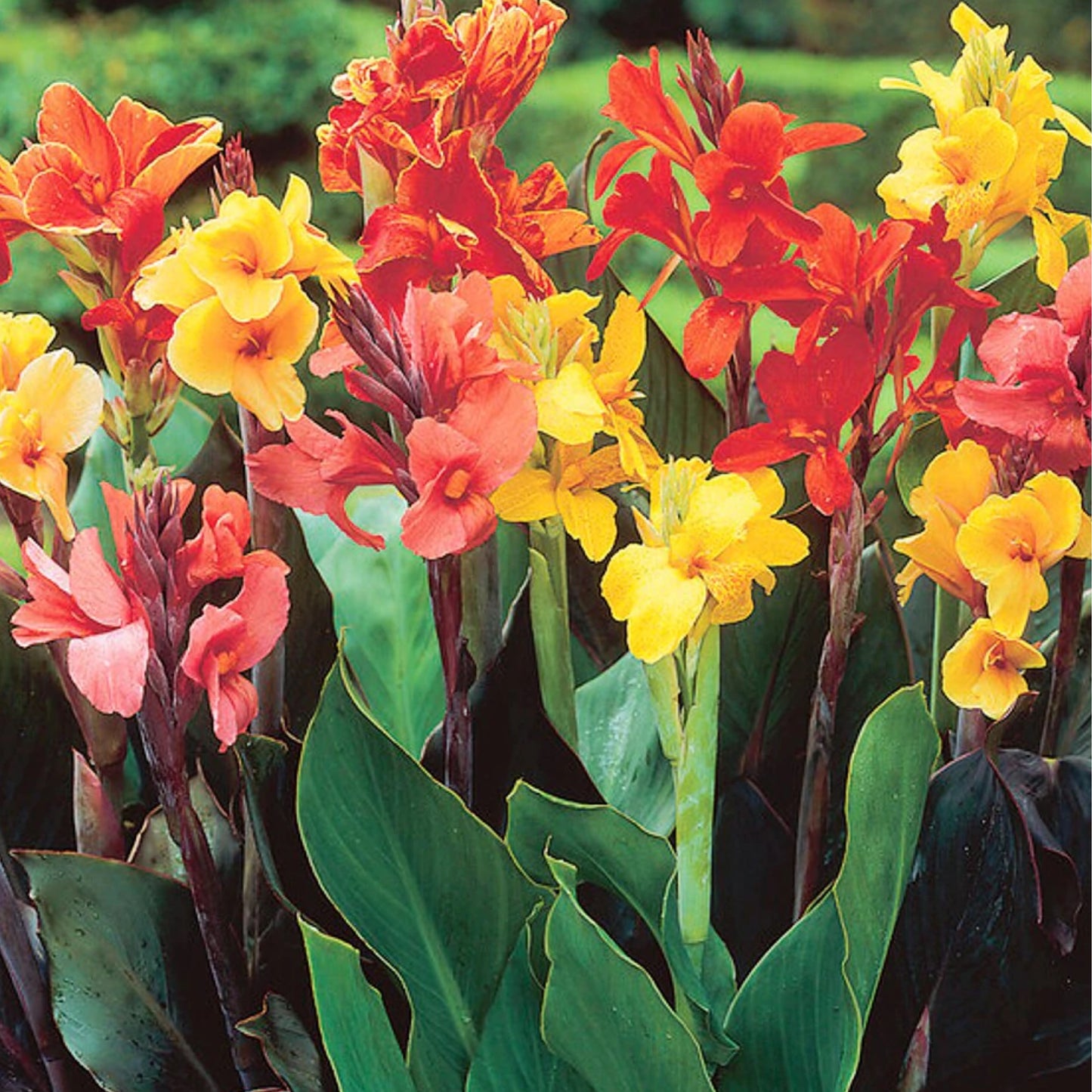 Canna Lily - Cannova Variety